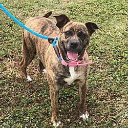 Photo of Hershey, adoptable Labrador Retriever Hound (Unknown Type) in Washington, Georgia