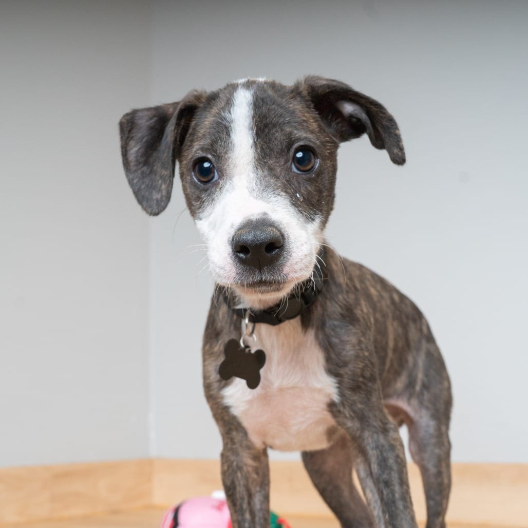 Photo of Blaze D70031, adoptable Terrier, Pit Bull / Mixed Breed (Medium) in Minnesota, Minnesota