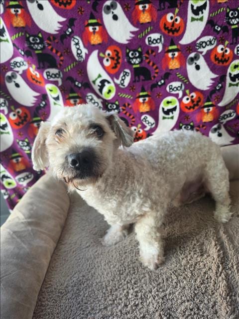 Photo of Oso, adoptable Maltese in Chatsworth, California