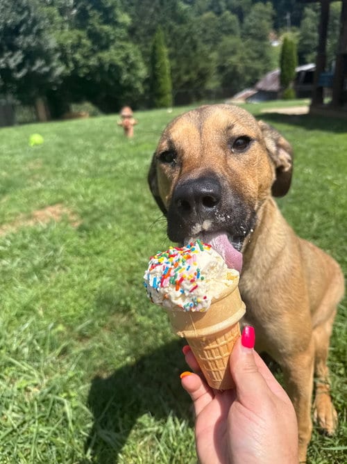 Photo of Nutmeg AKA Sadie, adoptable American Staffordshire Terrier in Burnsville, North Carolina