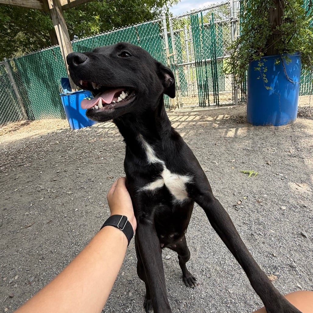 Photo of Kanga, adoptable Mixed Breed (Medium) in Martinsville, Virginia