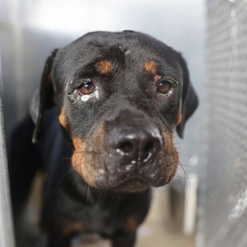 Photo of Lola, adoptable Rottweiler in San Antonio, Texas