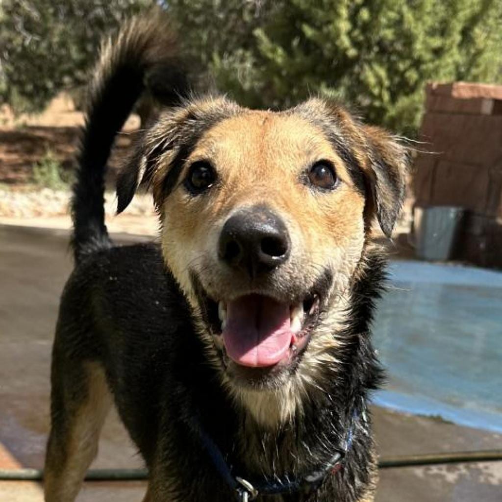 Photo of Rainbow, adoptable Shepherd, German / Mix in Kanab, Utah