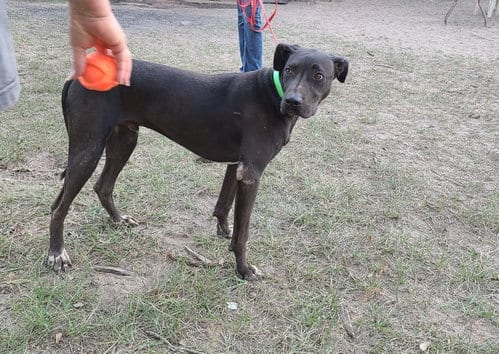 Photo of Ronni, adoptable Boxer in Sheridan, Texas