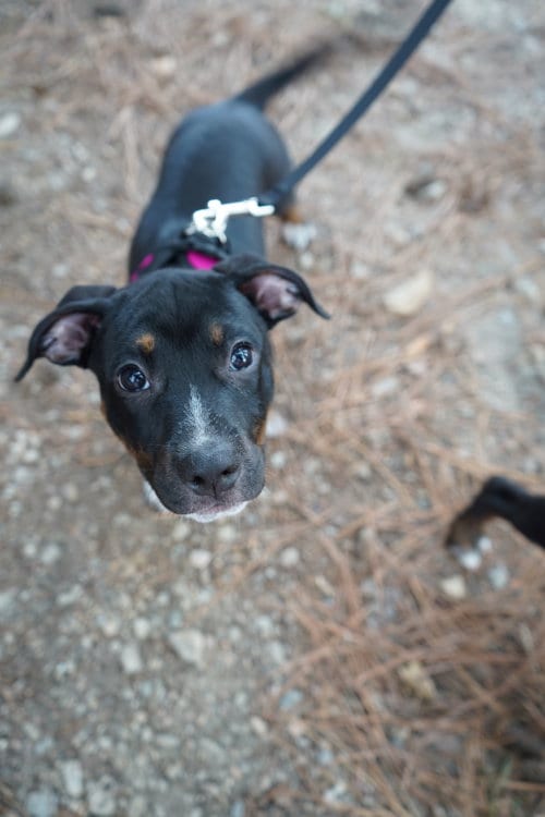 Photo of Dottie - Brynns litter, adoptable American Staffordshire Terrier in Holly Springs, North Carolina