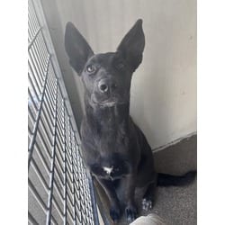 Photo of Onyx, adoptable German Shepherd Dog in San Bernardino, California