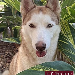 Photo of Mabel, adoptable Siberian Husky in Marina del Rey, California