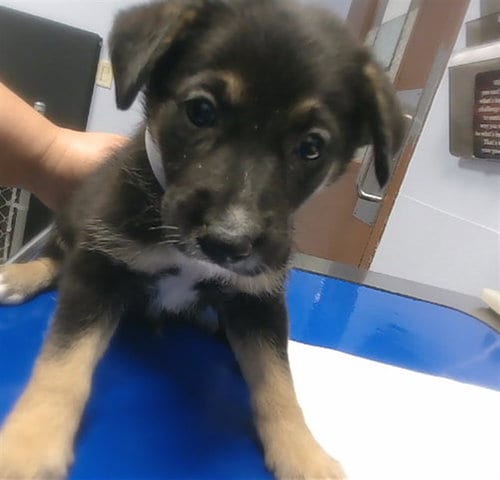 Photo of Tarjo, adoptable German Shepherd Dog in Phoenix, Arizona