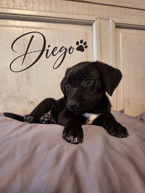 Photo of Diego, adoptable Flat-coated Retriever in MIDWAY, Utah