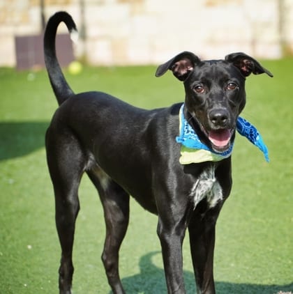 Photo of Royal, adoptable Pointer/Mix