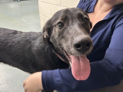 Photo of Cove, adoptable dog