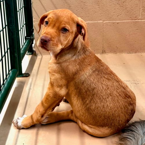 Photo of Sorbet, adoptable Unknown breed (short coat) in Yreka, California