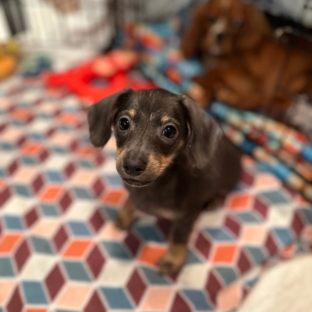Photo of Caramel Macchiato, adoptable Dachshund, Miniature Long Haired / Chihuahua, Long Coat in Decatur, Illinois