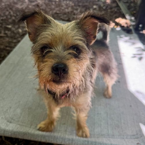 Photo of Fritter, adoptable Yorkshire Terrier Yorkie in Lawrenceville, New Jersey