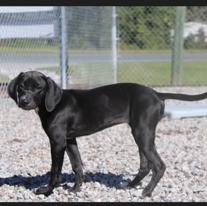 Photo of Tessie, adoptable Labrador Retriever in garner, North Carolina