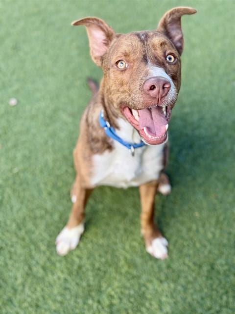 Photo of Goose, adoptable Mixed Breed