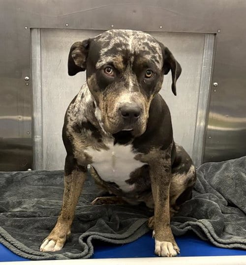 Photo of Dottie, adoptable Pit Bull Terrier in Dallas, Texas