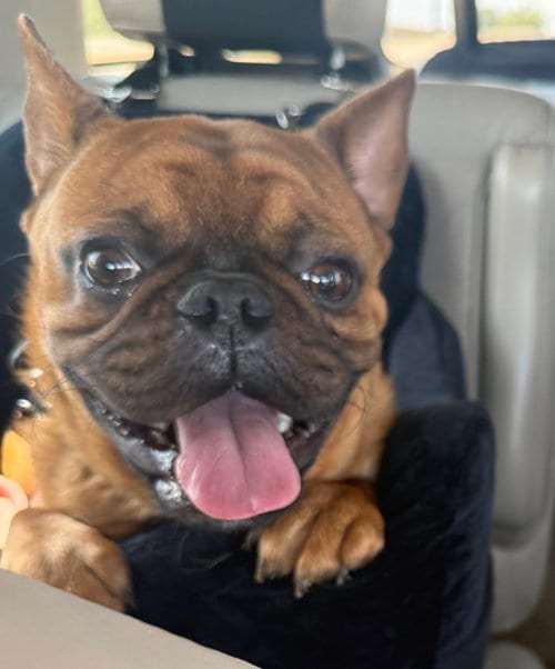 Photo of Hank, adoptable French Bulldog in Scottsdale, Arizona