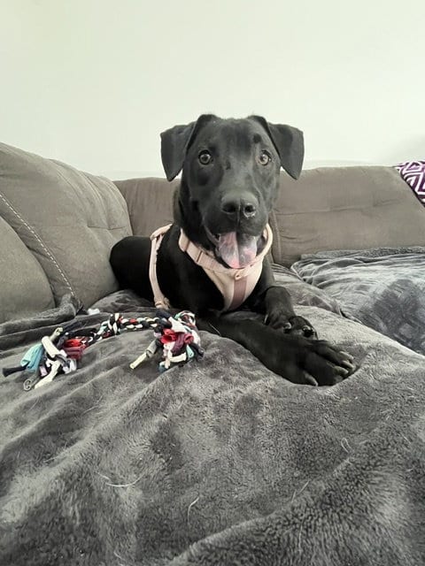 Photo of Oregano - TRAINING CAMP, adoptable Hound in Sanford, Florida
