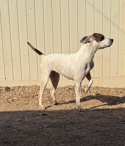 Photo of Radar, adoptable American Pit Bull Terrier in Corning, Arkansas