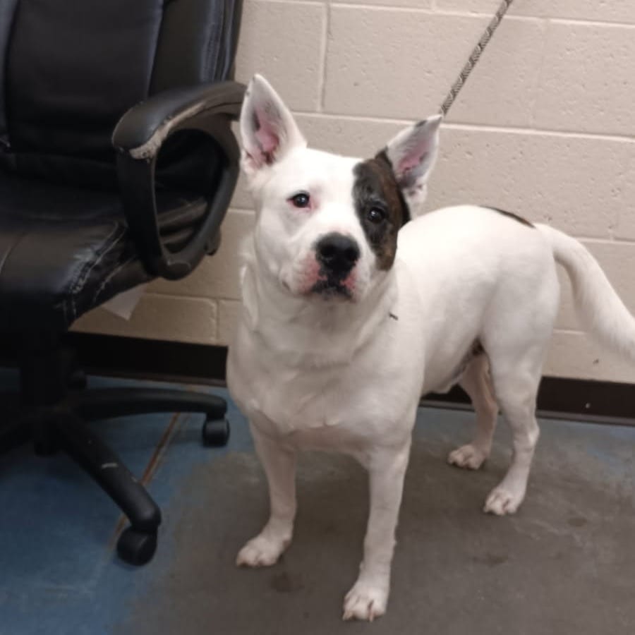 Photo of Petey, adoptable Mixed Breed (Large)