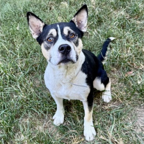 Photo of Tyko, adoptable Staffordshire Bull Terrier in Houston, Texas