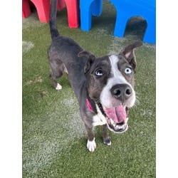 Photo of Taylor, adoptable Husky in Doral, Florida