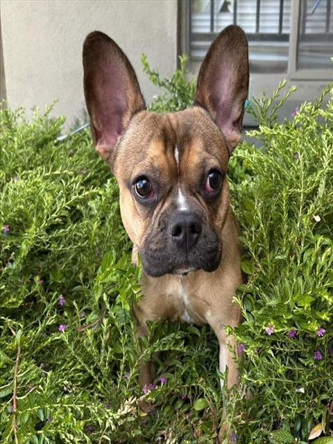 Photo of Moose, adoptable French Bulldog in Lodi, California