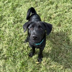 Photo of Amos, adoptable Labrador Retriever Basenji in Frederick, Maryland