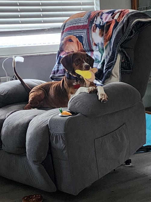 Photo of Helga, adoptable Beagle in Tampa, Florida
