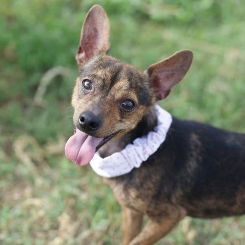 Photo of Mars, adoptable Terrier in San Antonio, Texas