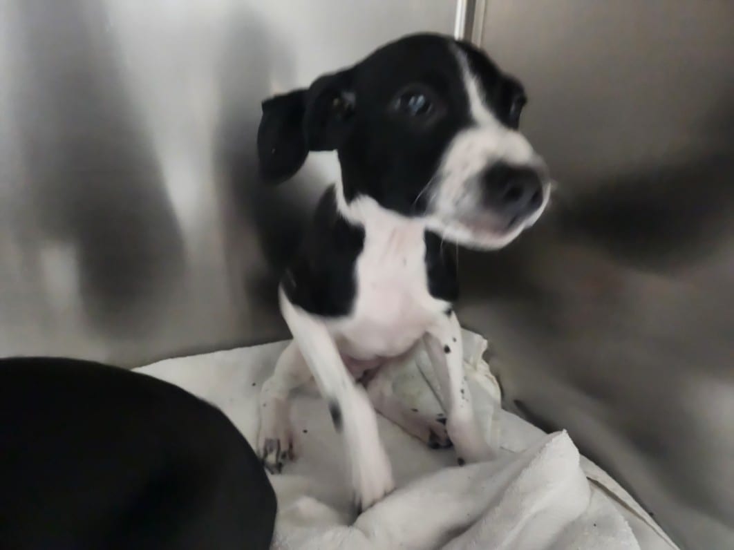 Photo of Squiggy, adoptable Mixed Breed in Santa Fe, New Mexico