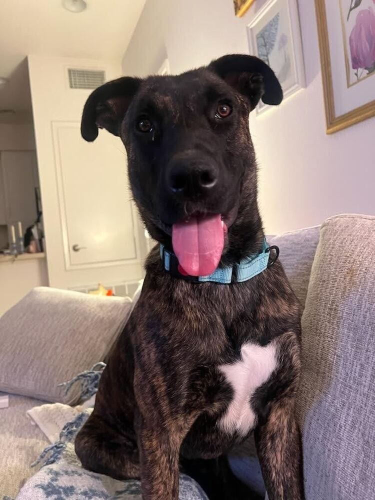 Photo of Moose / Theroux, adoptable Dutch Shepherd in Dana Point, California