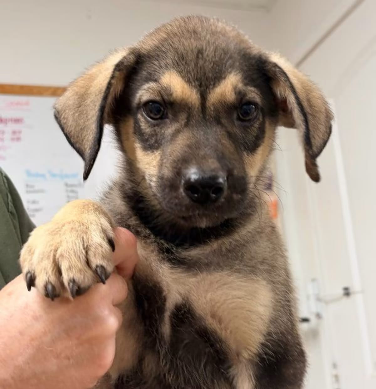 Photo of Moose, adoptable Shepherd (Unknown Type) in Batesville, Arkansas