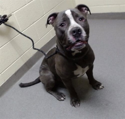 Photo of Capone, adoptable American Pit Bull Terrier in Denver, Colorado
