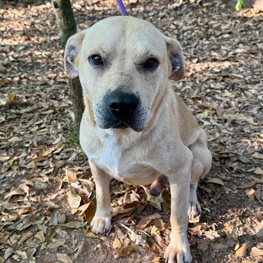 Photo of Yellow, adoptable Retriever, Yellow Labrador / Mixed Breed (Large) in Whitestone, New York