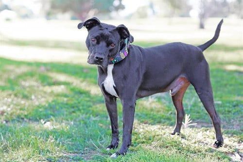 Photo of Jake, adoptable American Pit Bull Terrier in Albuquerque, New Mexico