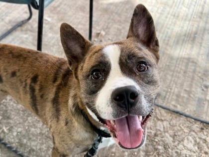 Photo of Winston, adoptable dog in Georgetown, Texas