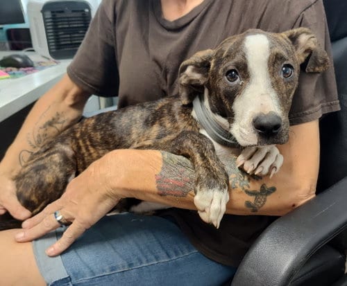 Photo of Meha, adoptable American Pit Bull Terrier in Albemarle, North Carolina