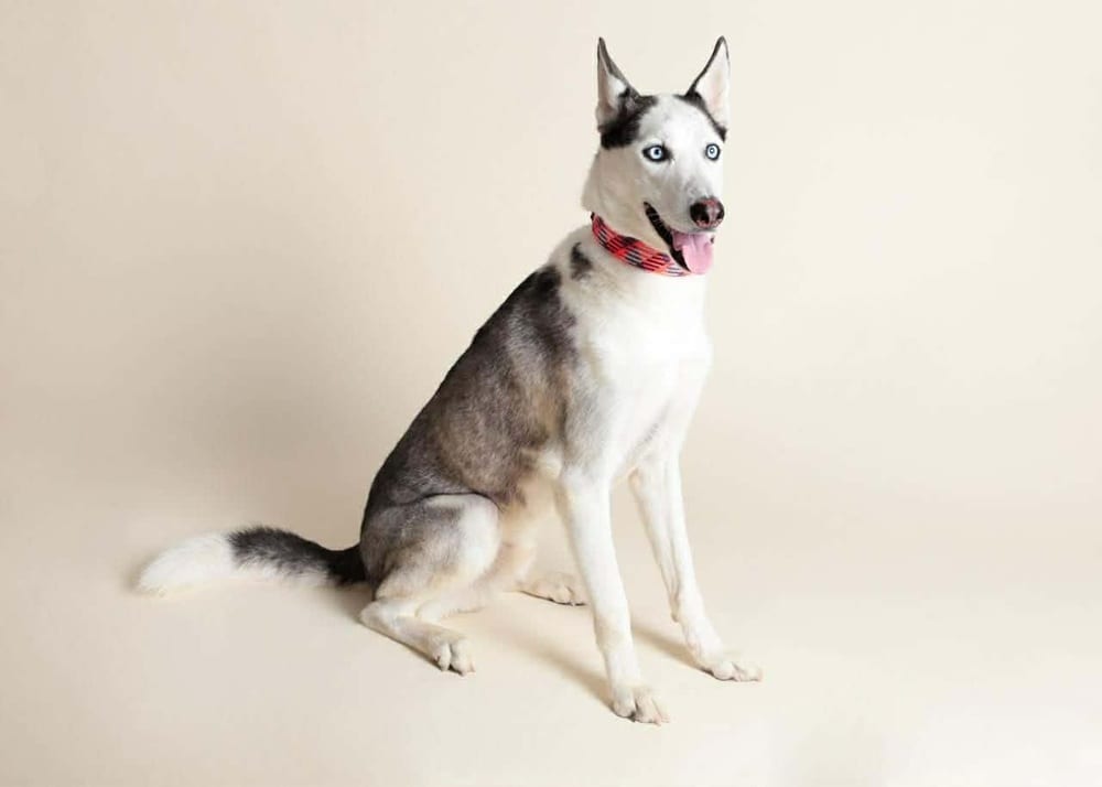 Photo of Zeus, adoptable Siberian Husky in Oak Bluffs, Massachusetts