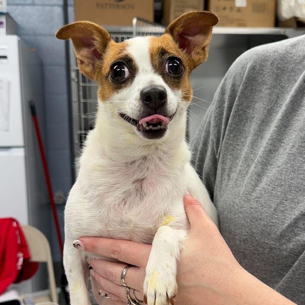 Photo of Bridget, adoptable Chihuahua, Short Coat in Martinsville, Virginia