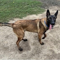 Photo of Kane, adoptable Belgian Malinois in Jurupa Valley, California