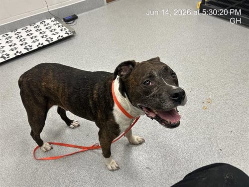 Photo of Sampson, adoptable American Pit Bull Terrier in Ocala, Florida