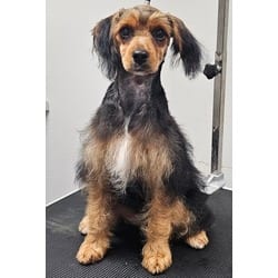 Photo of Joey, adoptable Cocker Spaniel Yorkie, Yorkshire Terrier in Georgetown, Delaware