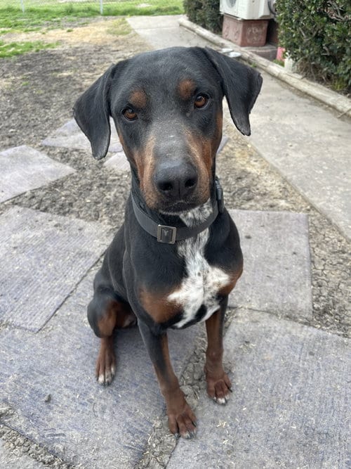 Photo of Hank, adoptable Doberman Pinscher in Crandall, Texas