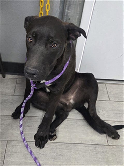 Photo of Tiramisu, adoptable Labrador Retriever in Lake Isabella, California