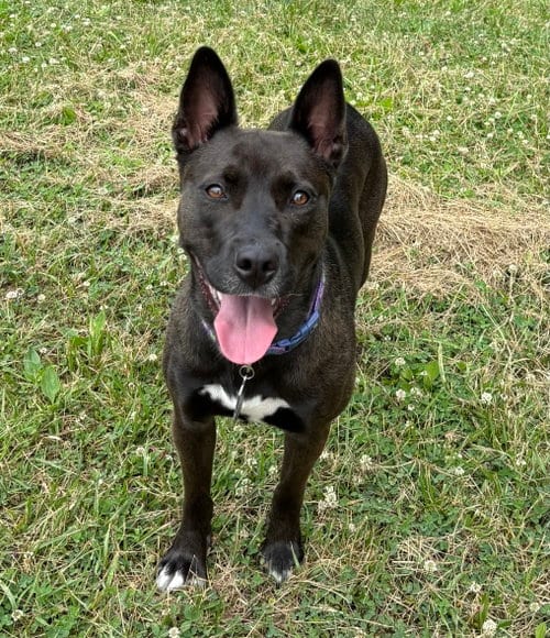 Photo of Flash, adoptable Siberian Husky in Sykesville, Maryland