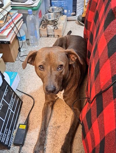 Photo of Coco, adoptable Labrador Retriever in Phoenix, Arizona