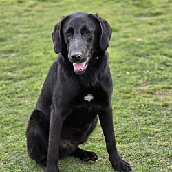 Photo of Tate, adoptable Coonhound in East Hartford, Connecticut