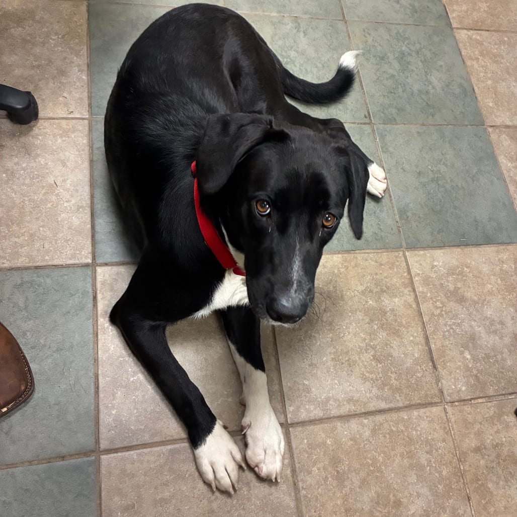 Photo of Cora, adoptable Mixed Breed (Medium) in Chattanooga, Tennessee